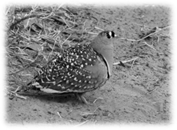 http://upload.wikimedia.org/wikipedia/commons/f/f9/Double-banded_Sandgrouse.JPG